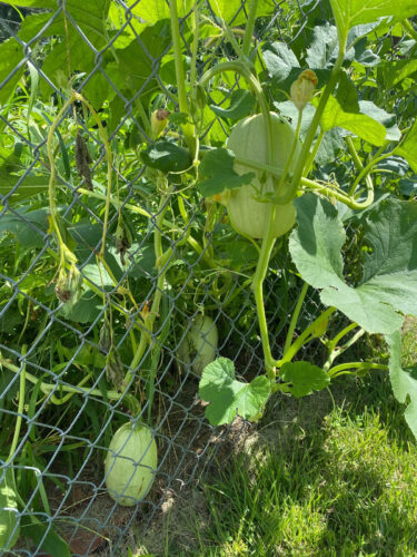 Garden Planning: Guidelines for Growing Vegetables